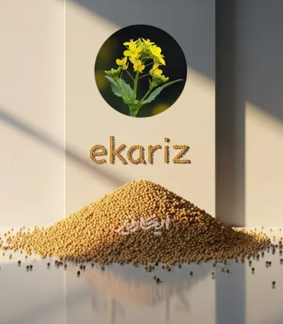خرید دانه خردل زرد از عطاری در یزد | ارسال به سراسر ایران