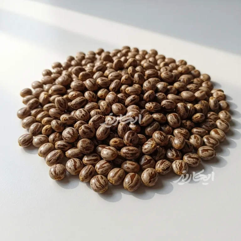 خرید دانه کرچک از عطاری در یزد | ارسال به سراسر ایران