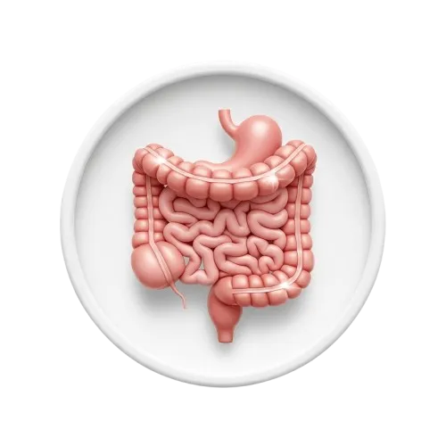 عرقیات مناسب روده