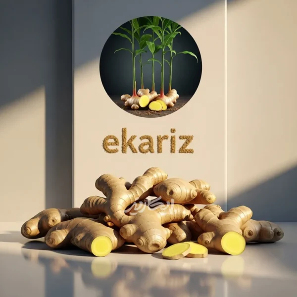 خرید زنجبیل قلم (چوب زنجبیل ) از عطاری در یزد | ارسال به سراسر ایران