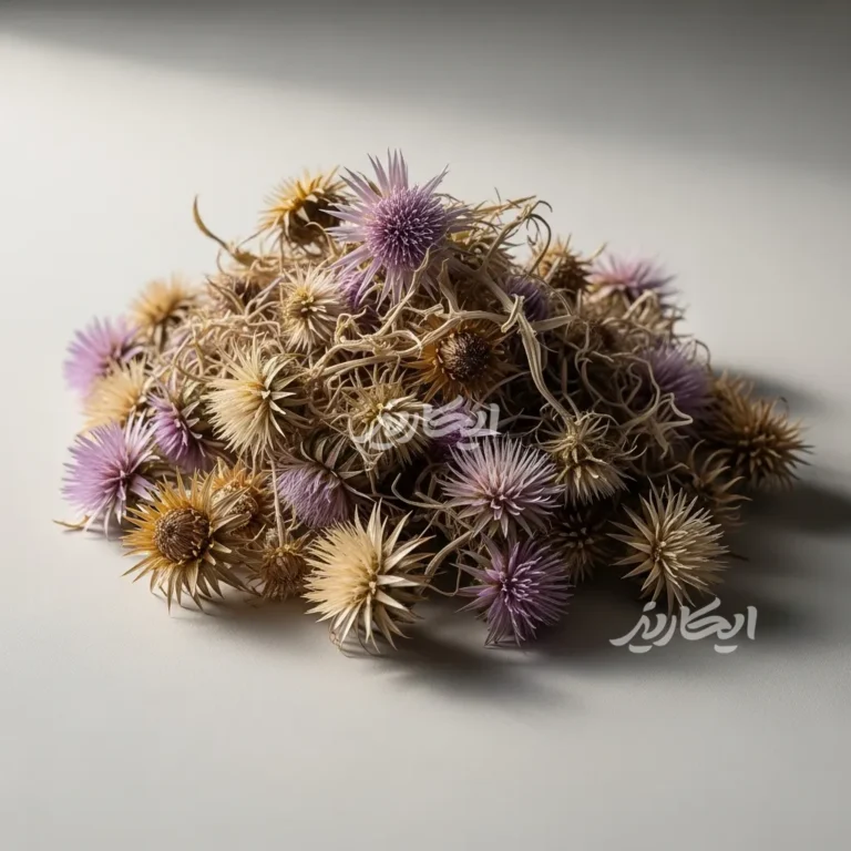 خرید گل خار مریم از عطاری در یزد | ارسال به سراسر ایران