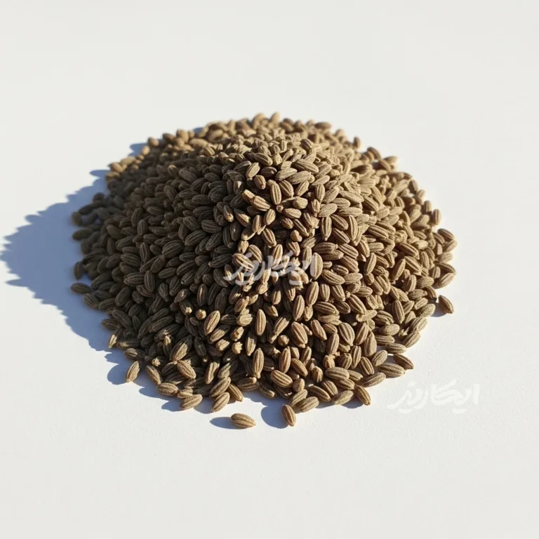 خرید گیاه زنیان از عطاری در یزد | ارسال به سراسر ایران